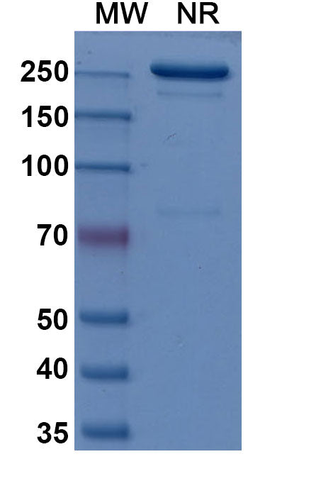 Anti-Human Integrin alpha 4 beta 7 Reference Antibody (Abrilumab) – Figure 1 of 1