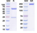 Anti-Human Serpin G1/C1 Reference Antibody (Sutimlimab) – Figure 1 of 1