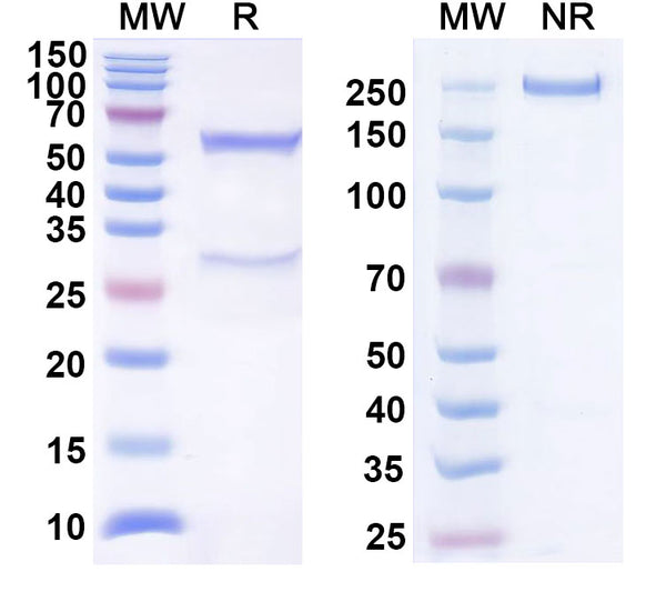 SDS-PAGE for Anti-Human C1S Antibody (SAA0510)