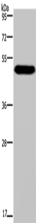 MAVS Polyclonal Antibody – Figure 1 of 3