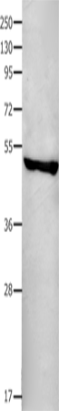 FAS Polyclonal Antibody – Figure 1 of 3