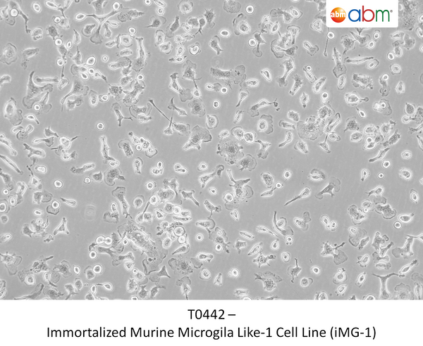Immortalized Murine Microgila Like-1 Cell Line (iMG-1) | Applied Biological Materials (abm)