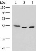 IKZF2 Polyclonal Antibody – Figure 1 of 2