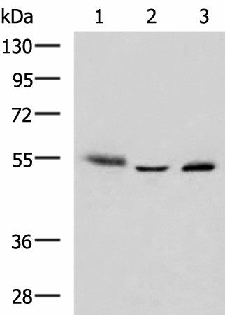 IKZF2 Polyclonal Antibody – Figure 1 of 2