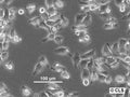 HK EGFP-Kleisin-beta cell – Figure 1 of 1