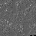 Hela 229 cell