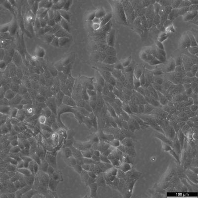 Hela 229 cell