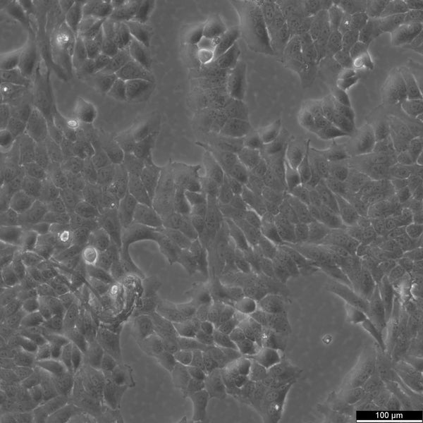 Hela 229 cell