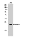 Histone H1 Polyclonal Antibody – Figure 1 of 2