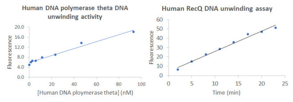 Human BLM Helicase DNA Unwinding Assay Kit Plus – Figure 1 of 1