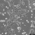 Hep-64.1 cell