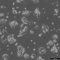 HepG2 cell