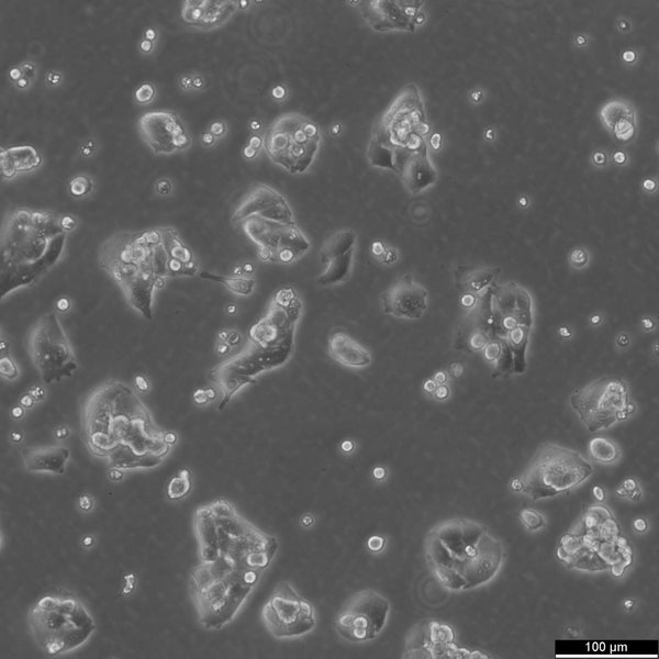 HepG2 cell