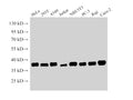 NPM1 Polyclonal Antibody – Figure 1 of 4