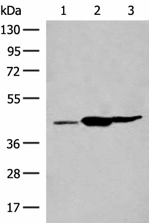 GPR22 Polyclonal Antibody – Figure 1 of 3