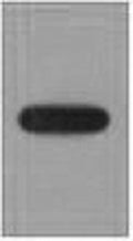 EYFP Monoclonal Antibody – Figure 1 of 2