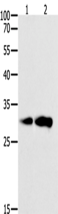 CAPNS1 Polyclonal Antibody – Figure 1 of 4