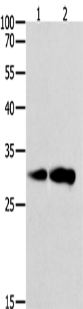 CAPNS1 Polyclonal Antibody – Figure 1 of 4