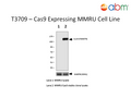 Cas9 Expressing MMRU Cell Line | Applied Biological Materials (abm)