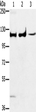 ERK 5 Polyclonal Antibody – Figure 1 of 4