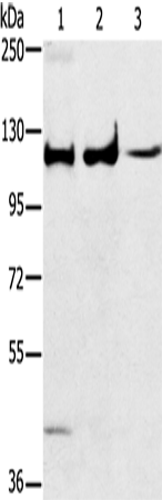 ERK 5 Polyclonal Antibody – Figure 1 of 4