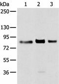 TBX3 Polyclonal Antibody – Figure 1 of 2