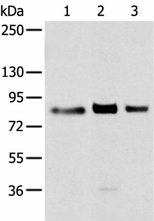 TBX3 Polyclonal Antibody – Figure 1 of 2