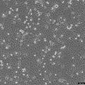 HuCC-T1 cell