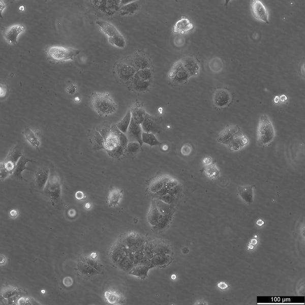 HuH-6 cell