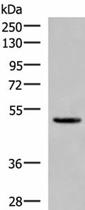 PSMD12 Polyclonal Antibody – Figure 1 of 4