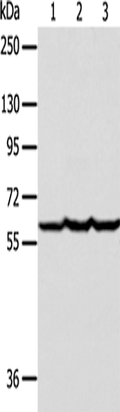 Factor IX Polyclonal Antibody – Figure 1 of 2
