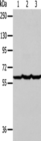 Factor IX Polyclonal Antibody – Figure 1 of 2