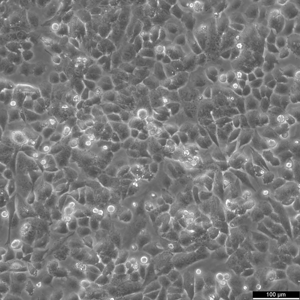 HuTu-80 cell