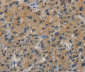 CASP9 Polyclonal Antibody – Figure 1 of 3