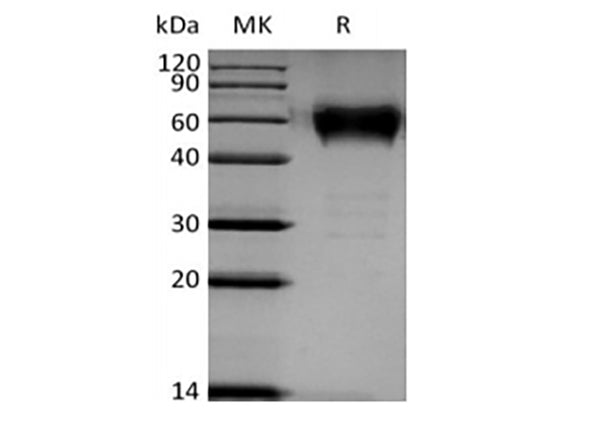 Recombinant Human B- and T-Lymphocyte Attenuator/BTLA/CD272 (C-mFc) – Figure 1 of 2