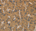 CYP17A1 Polyclonal Antibody – Figure 1 of 3