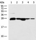 CCDC134 Polyclonal Antibody – Figure 1 of 4