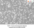 Human Hematopoietic‐Myeloid Leukemia Cell Line (AML14.3D10) – Figure 1 of 1