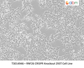 RNF26 CRISPR Knockout 293T Cell Line – Figure 1 of 1
