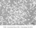 Immortalized Mouse CD81−/− Macrophage Cells (ASD1) – Figure 1 of 1