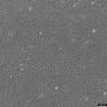 IEC-18 cell