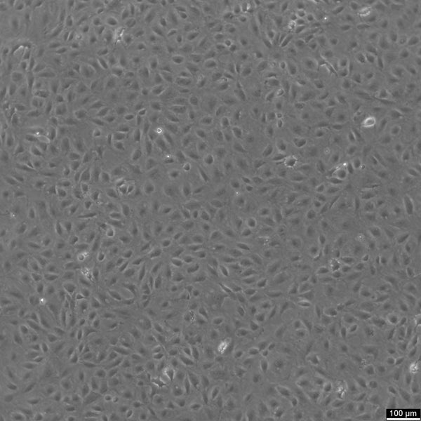 IEC-18 cell