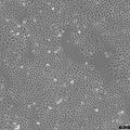 IEC-6 cell