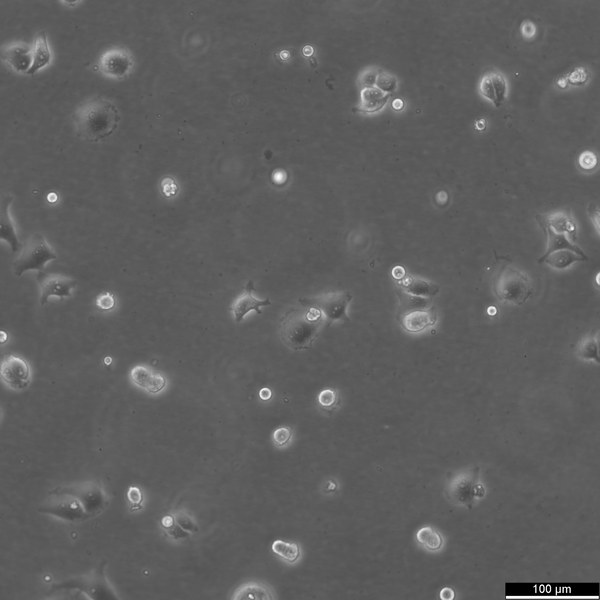 IGR-1 cell