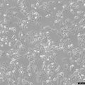 IGROV-1 cell