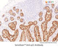 SensiStain™ Anti-p21 Antibody – Figure 1 of 1