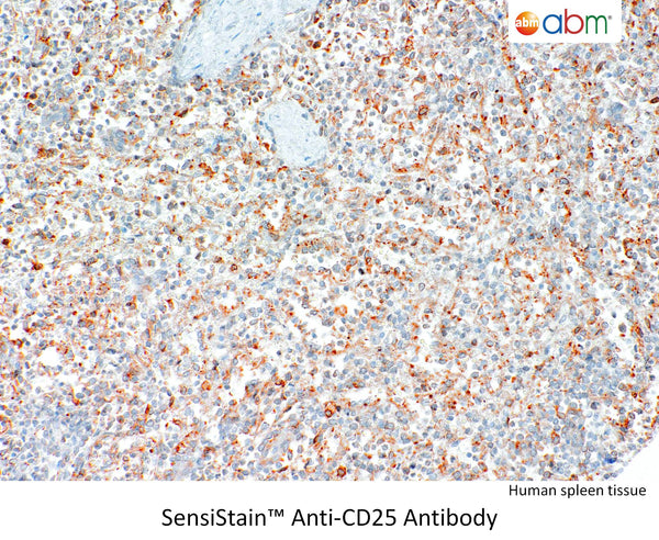 SensiStain™ Anti-CD25 Antibody – Figure 1 of 1