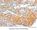 SensiStain™ Anti-PTEN Antibody – Figure 1 of 1