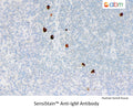 SensiStain™ Anti-IgM Antibody – Figure 1 of 1