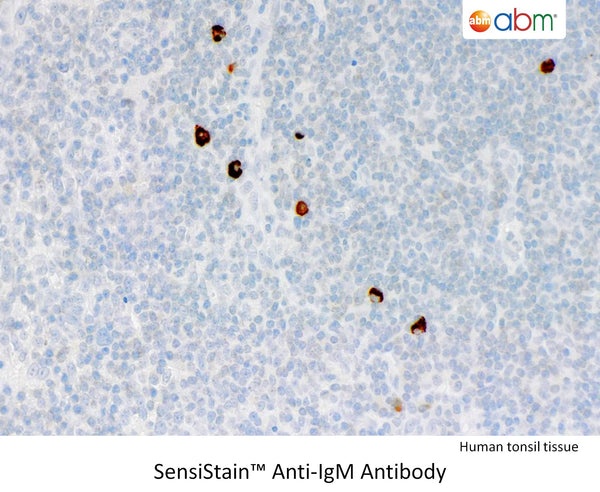 SensiStain™ Anti-IgM Antibody – Figure 1 of 1